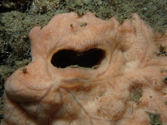 Mycale macilenta