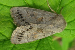 Orthosia populeti
