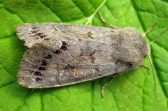Orthosia populeti