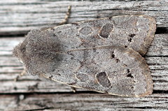 Orthosia populeti