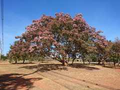 Pterodon emarginatus