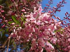 Pterodon emarginatus