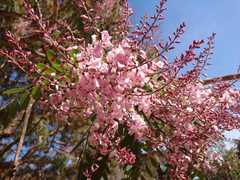 Pterodon emarginatus