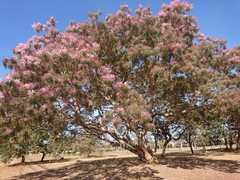 Pterodon emarginatus