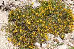 Genista corsica