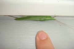 Neoconocephalus exiliscanorus