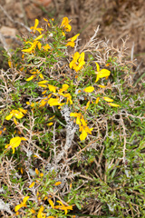 Genista corsica