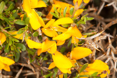 Genista corsica