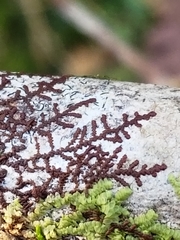Frullania kunzei