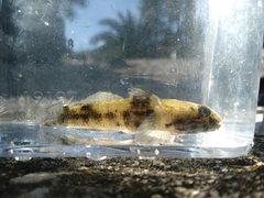 Bathygobius soporator