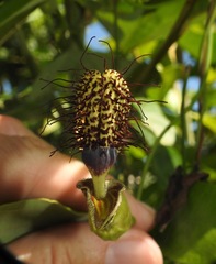 Aristolochia surinamensis