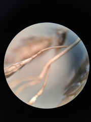 Eragrostis minor