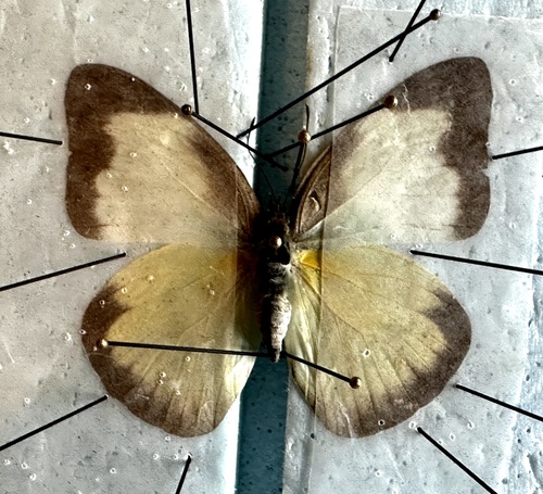 Florida White photo 5