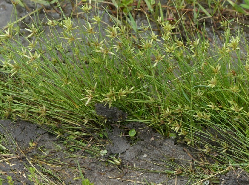 Yellow Flatsedge from Florida, Sumter, Green Swamp Wilderness Preserve ...