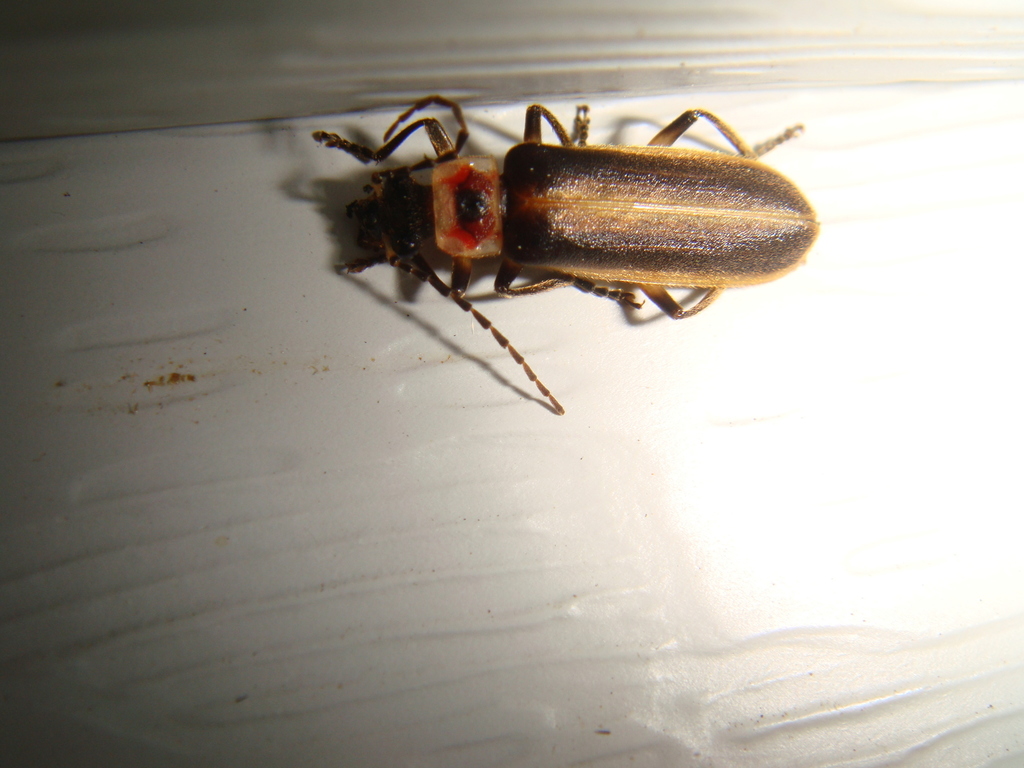 Podabrus appendiculatus
