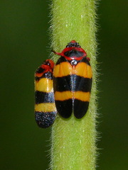 Sphenorhina