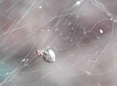 Araneus ventricosus