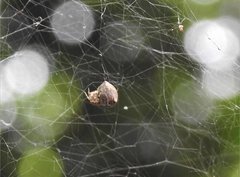 Araneus ventricosus