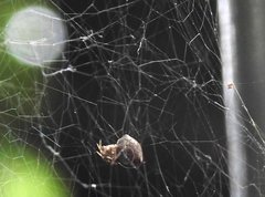 Araneus ventricosus
