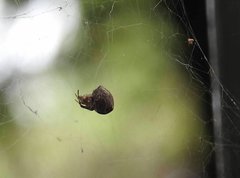 Araneus ventricosus