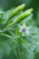 Capsicum annuum conoides