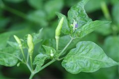 Capsicum annuum conoides