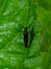 Neotropicomiris nordicus