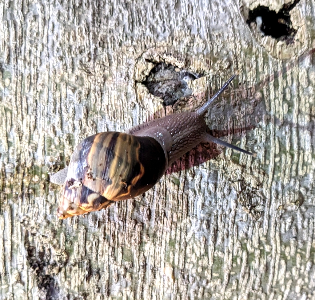 Common Land Snails and Slugs from F579+5XX, Caracas 1061, Miranda, Venezuela on June 29, 2023 at
