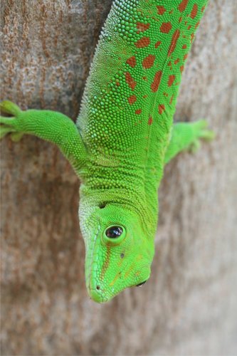 Koch's Giant Day Gecko