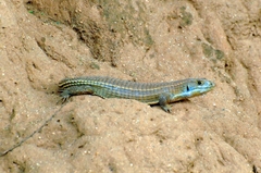 Broadleysaurus major