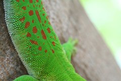 Phelsuma kochi