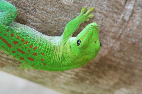 Koch's Giant Day Gecko