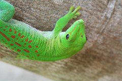 Phelsuma kochi