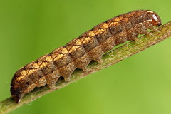 Paradiarsia punicea