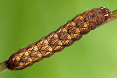Paradiarsia punicea