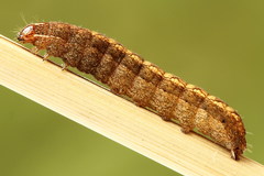 Paradiarsia punicea