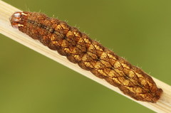 Paradiarsia punicea