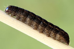 Paradiarsia punicea