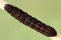 Paradiarsia punicea