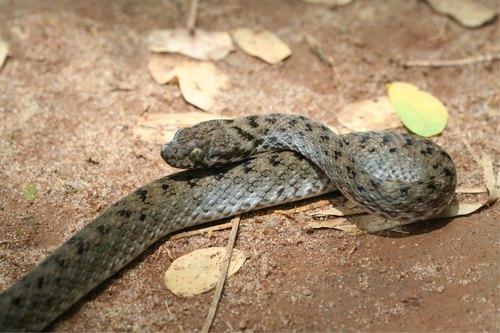 Photo of a Madagascar Night Snake (Madagascarophis colubrinus)