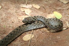 Madagascarophis colubrinus