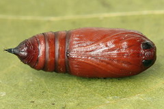 Paradiarsia punicea