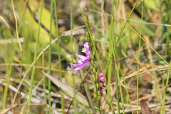 Calopogon tuberosus tuberosus