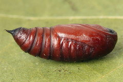 Paradiarsia punicea