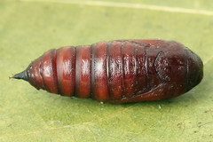 Paradiarsia punicea