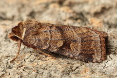 Paradiarsia punicea