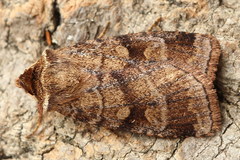 Paradiarsia punicea