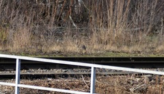 Oryctolagus cuniculus