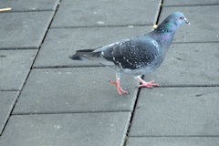 Columba livia domestica