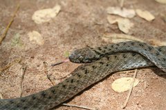 Madagascarophis colubrinus